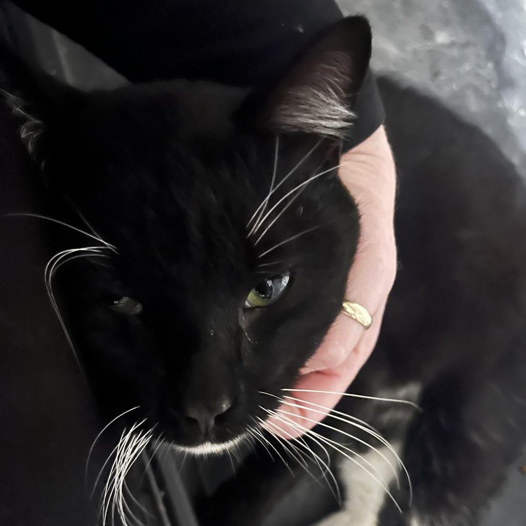 Enlarge James Pawned, a Adoptable Domestic Short Hair in Winchester, VA image 5/5