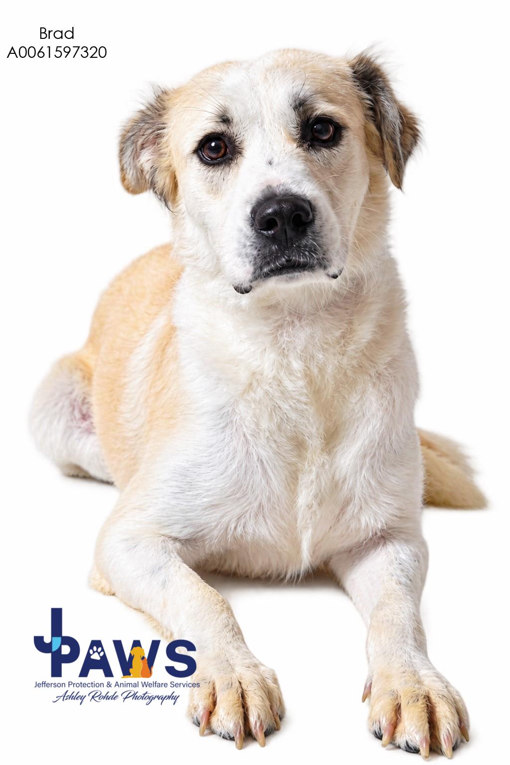 Brad, Adoptable, Young Male Mixed Breed.