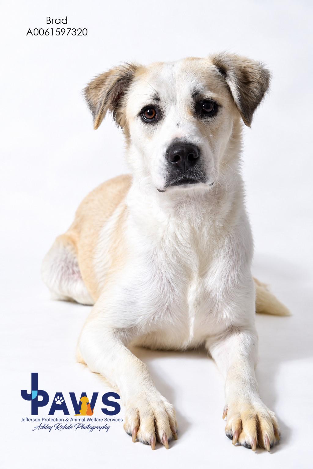 Enlarge Brad, a Adoptable Mixed Breed in Harvey , LA image 2/2
