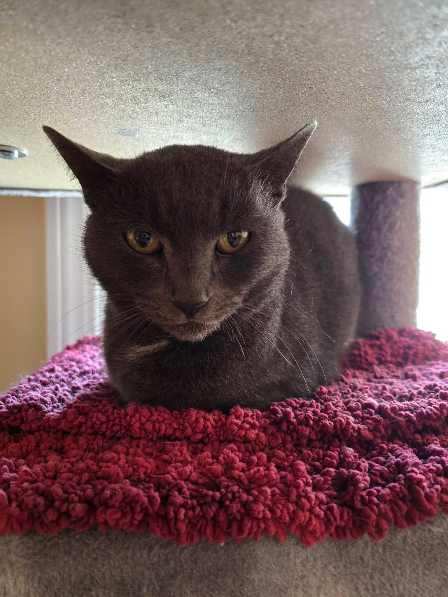 Enlarge Missy , a ADOPTABLE mixed breed in Enfield, CT image 1/2