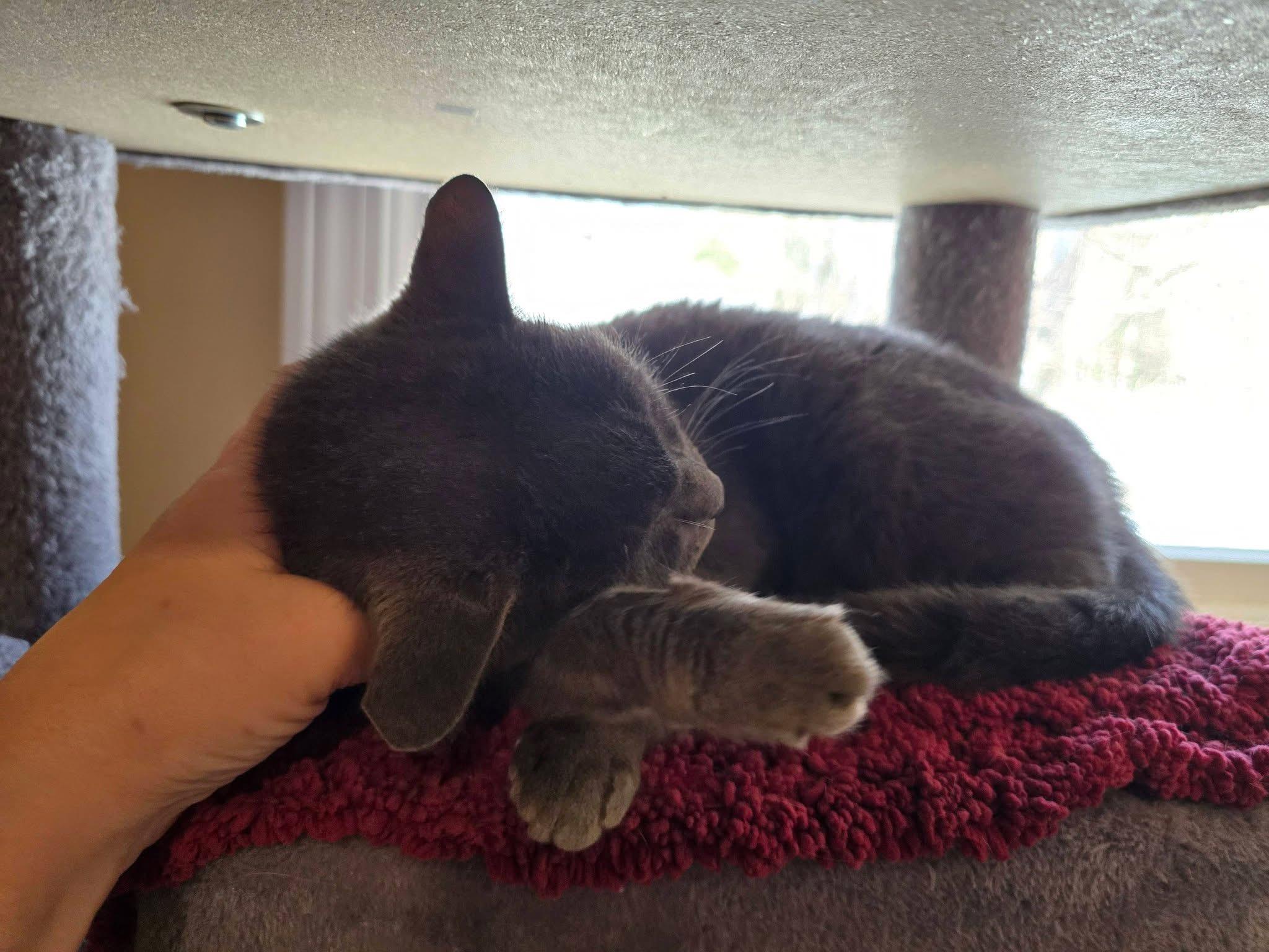 Enlarge Missy , a ADOPTABLE mixed breed in Enfield, CT image 2/2