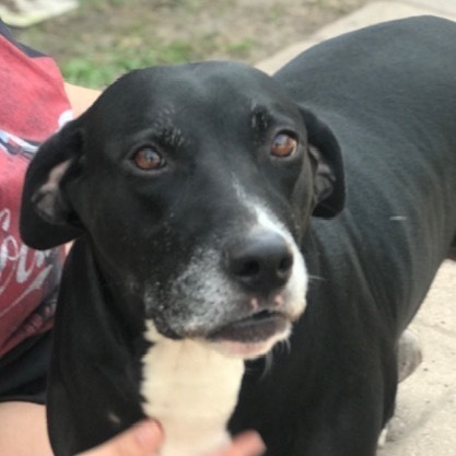 Diamond, Adoptable, Adult Female Pointer & Labrador Retriever.