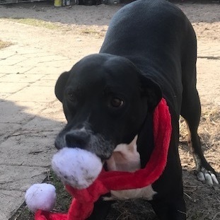 Enlarge Diamond, a Adoptable mixed breed in Jacksonville, FL image 2/5