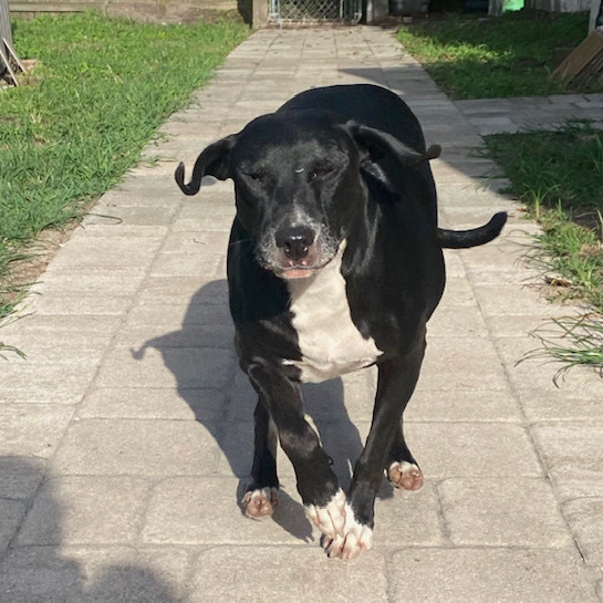 Enlarge Diamond, a Adoptable mixed breed in Jacksonville, FL image 3/5