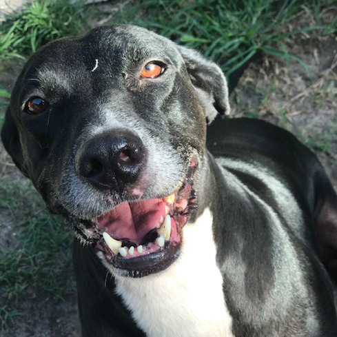 Enlarge Diamond, a Adoptable mixed breed in Jacksonville, FL image 5/5