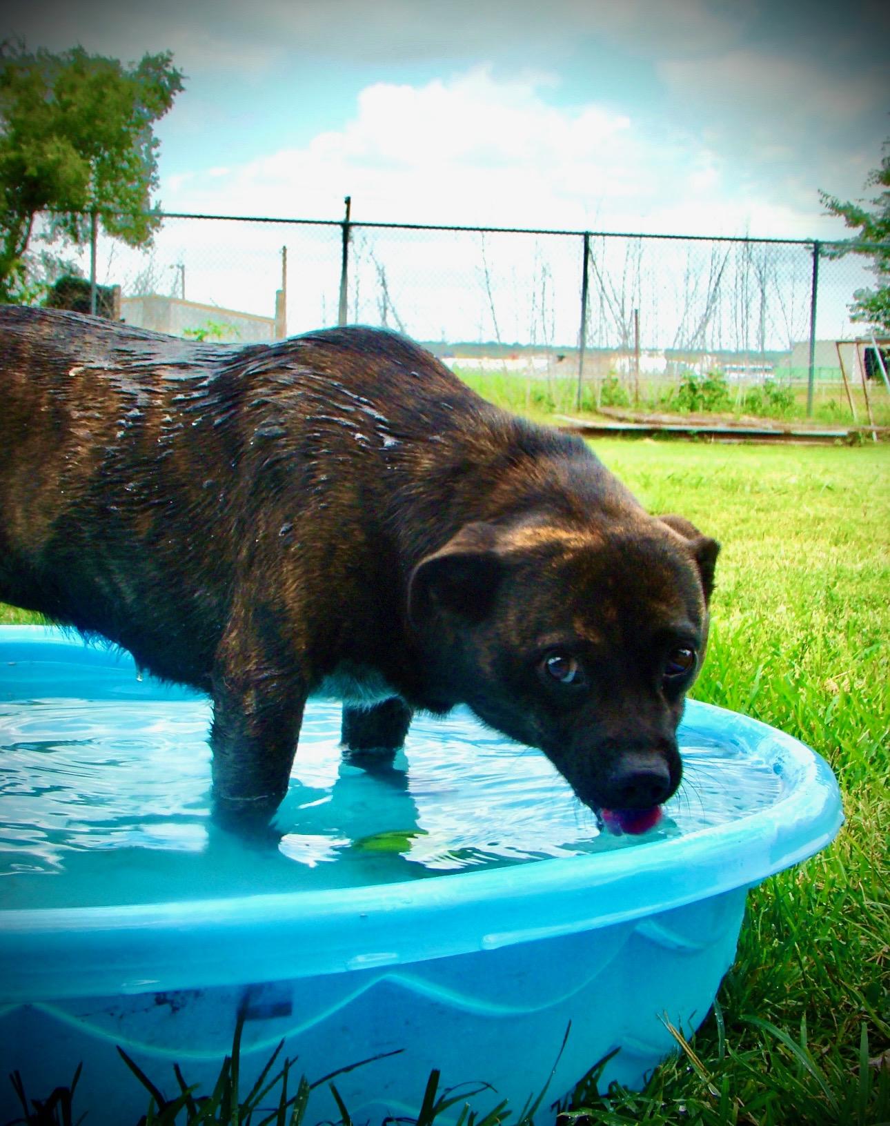 Roly Poly, Adult Female Pug
