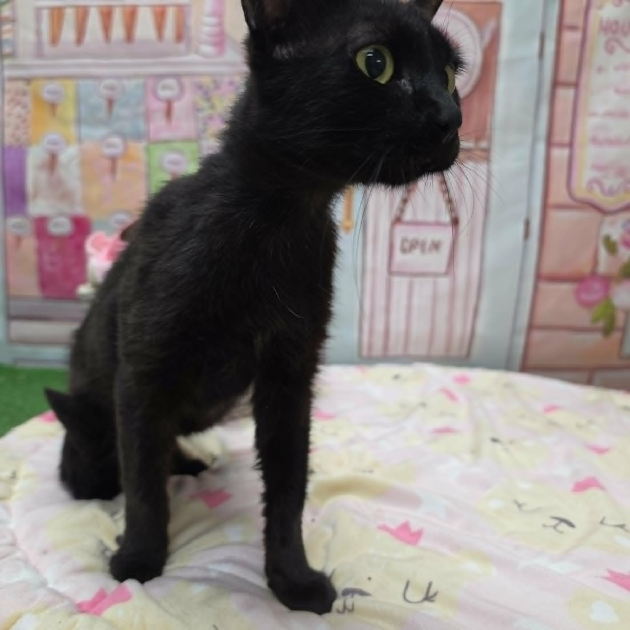 Mercy, ADOPTABLE, Adult Female Domestic Short Hair.