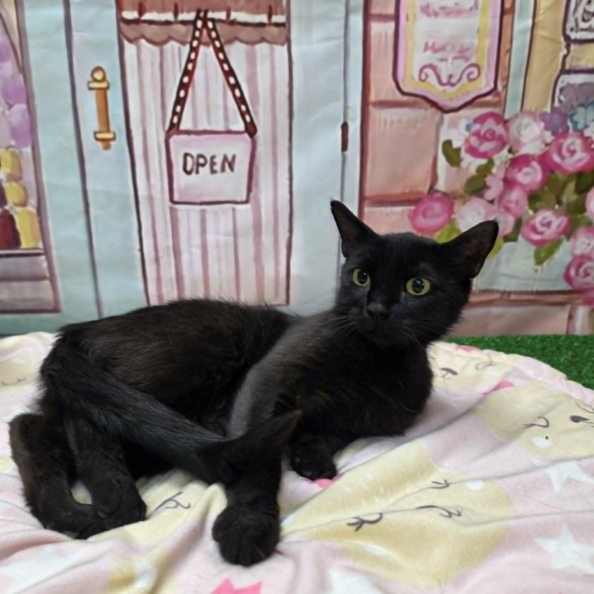 Mercy, a ADOPTABLE Domestic Short Hair in Statesboro, GA image 3/4