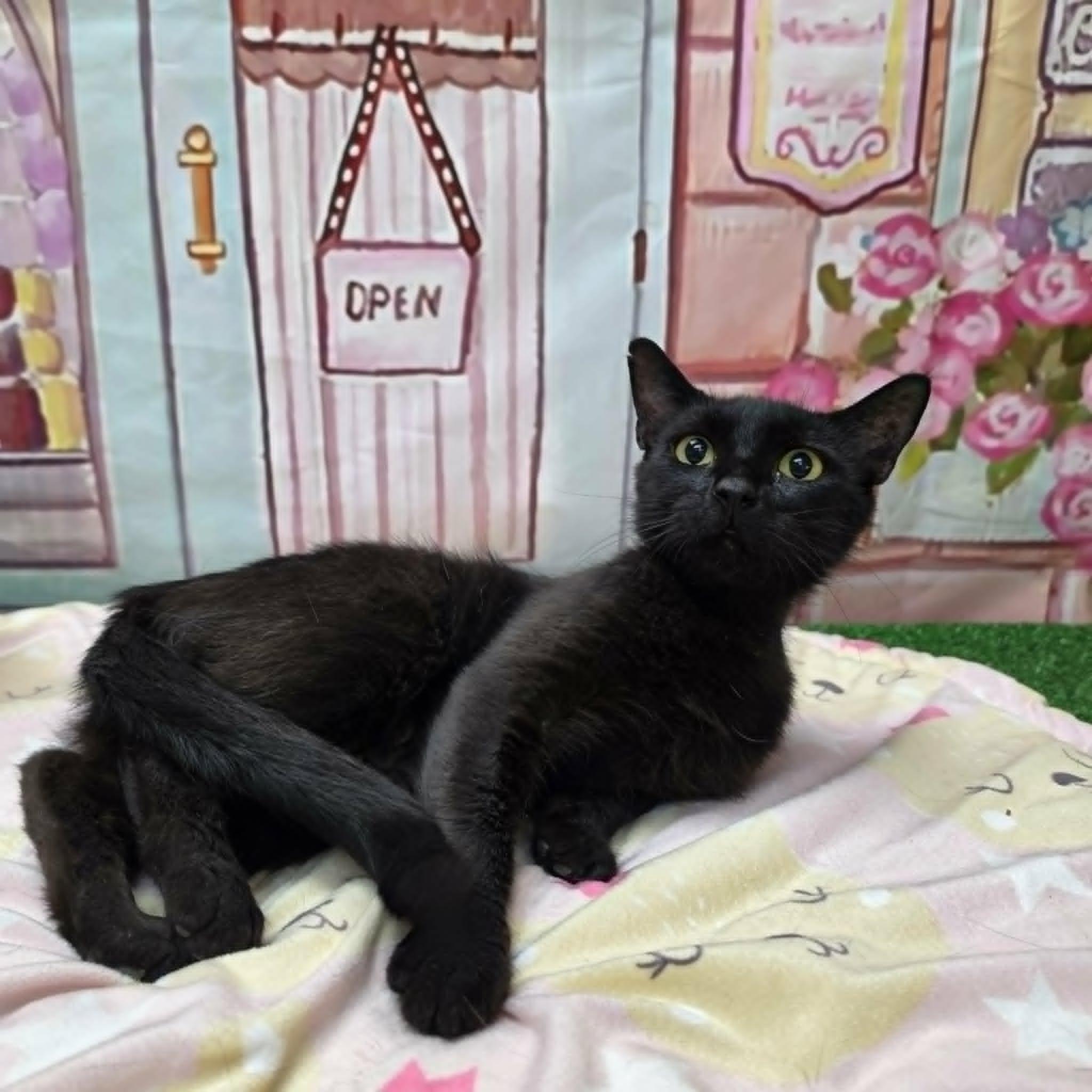 Mercy, a ADOPTABLE Domestic Short Hair in Statesboro, GA image 4/4