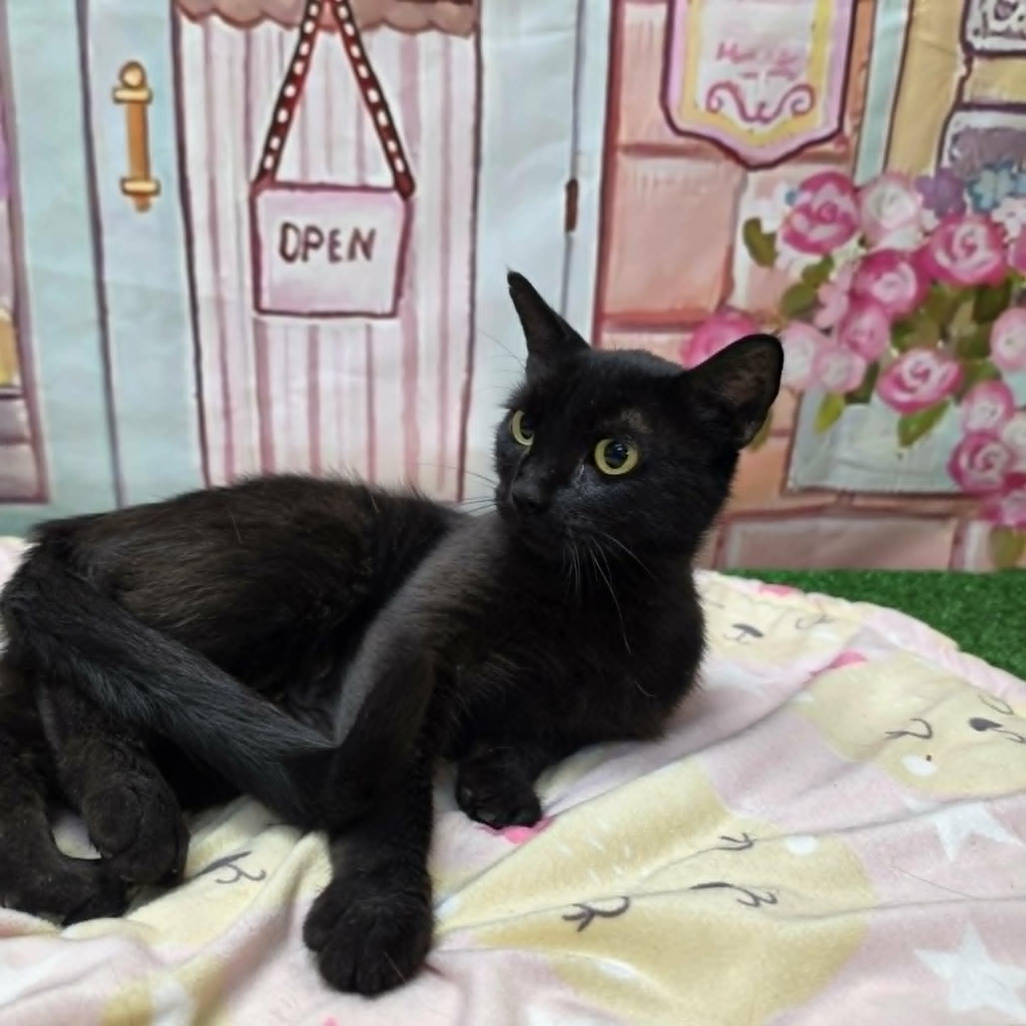 Mercy, a ADOPTABLE Domestic Short Hair in Statesboro, GA image 2/4