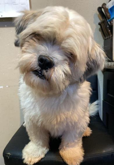 Enlarge Clyde Adopted, a Adopted Lhasa Apso in Cranston, RI image 1/3