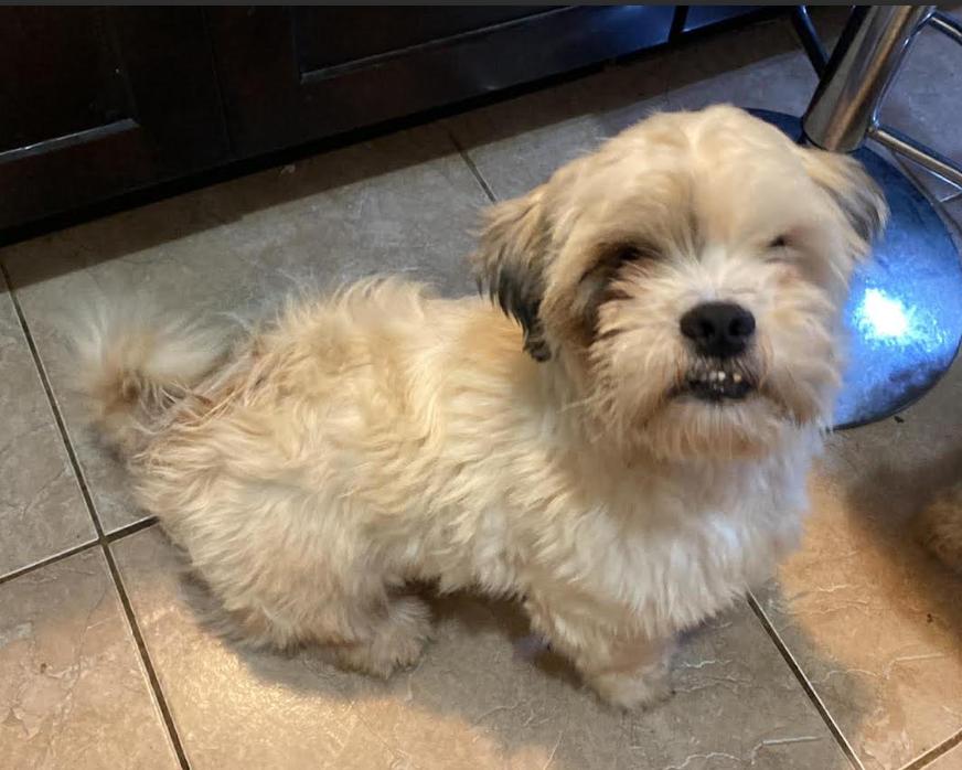 Enlarge Clyde Adopted, a Adopted Lhasa Apso in Cranston, RI image 2/3