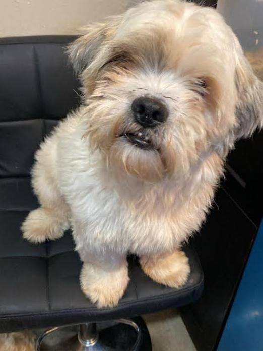 Enlarge Clyde Adopted, a Adopted Lhasa Apso in Cranston, RI image 3/3