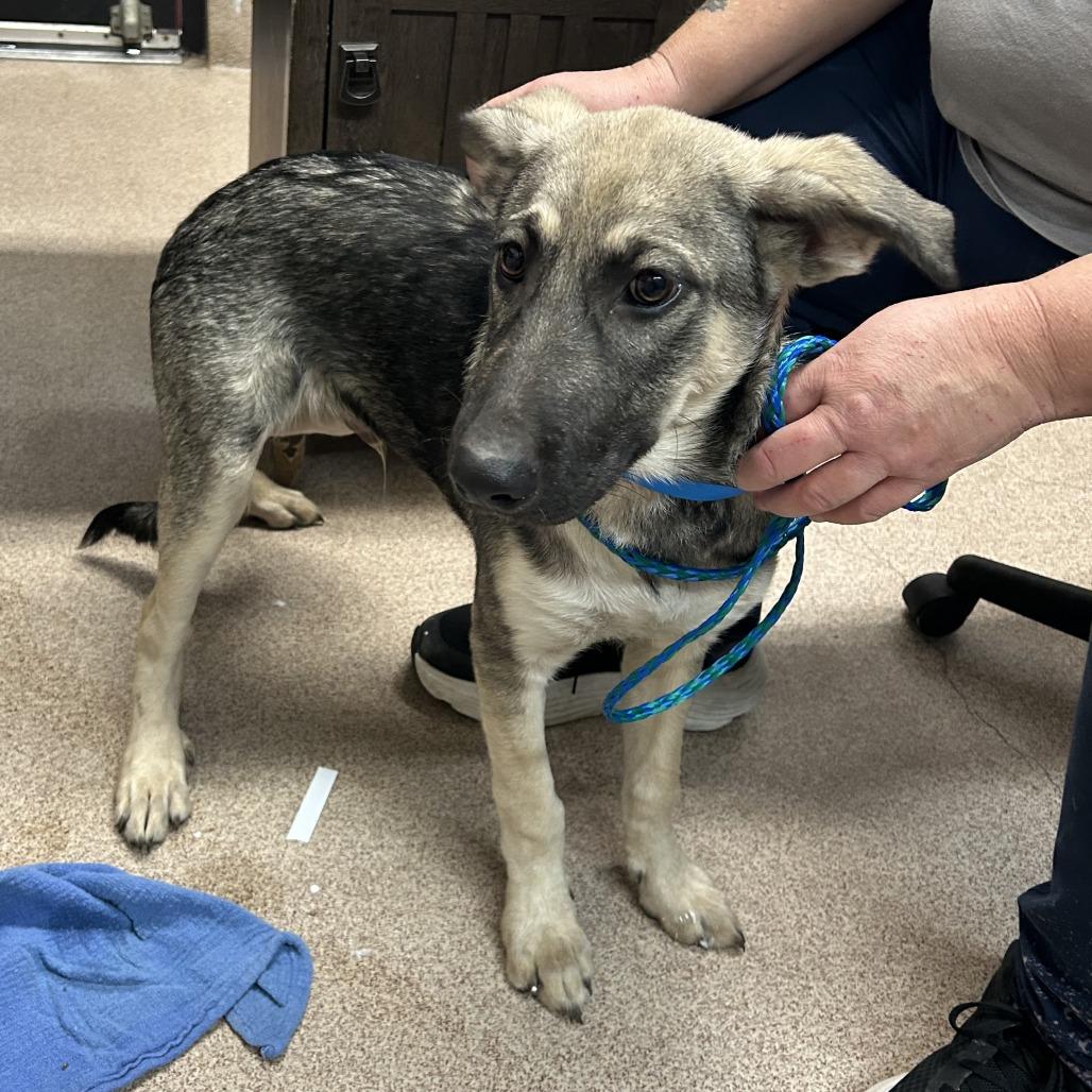 Enlarge Beau, a Adoptable mixed breed in Ardmore, OK image 1/1