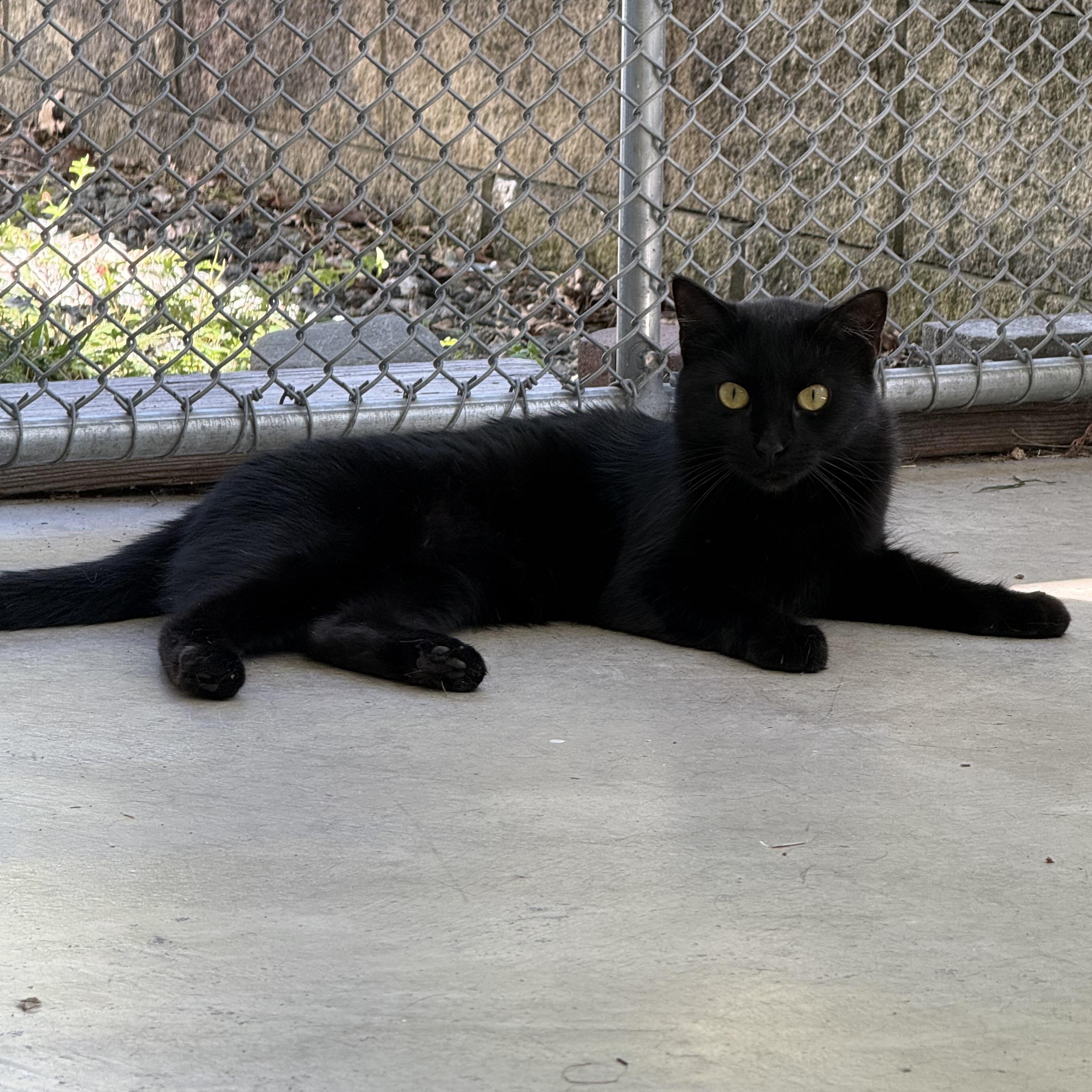 Enlarge Shiloh, a Adoptable mixed breed in West Milford, NJ image 6/6