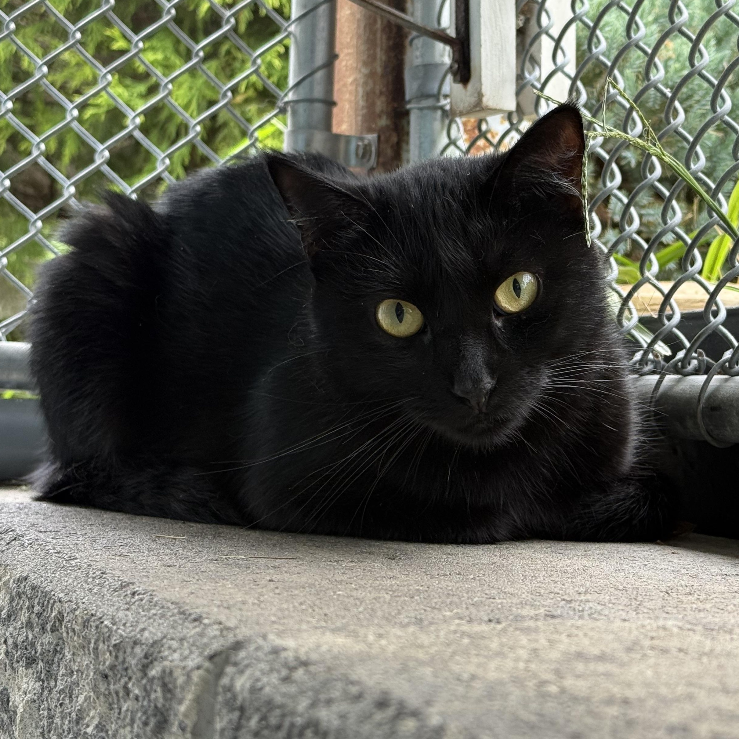 Shiloh, Adoptable, Young Female Domestic Short Hair.