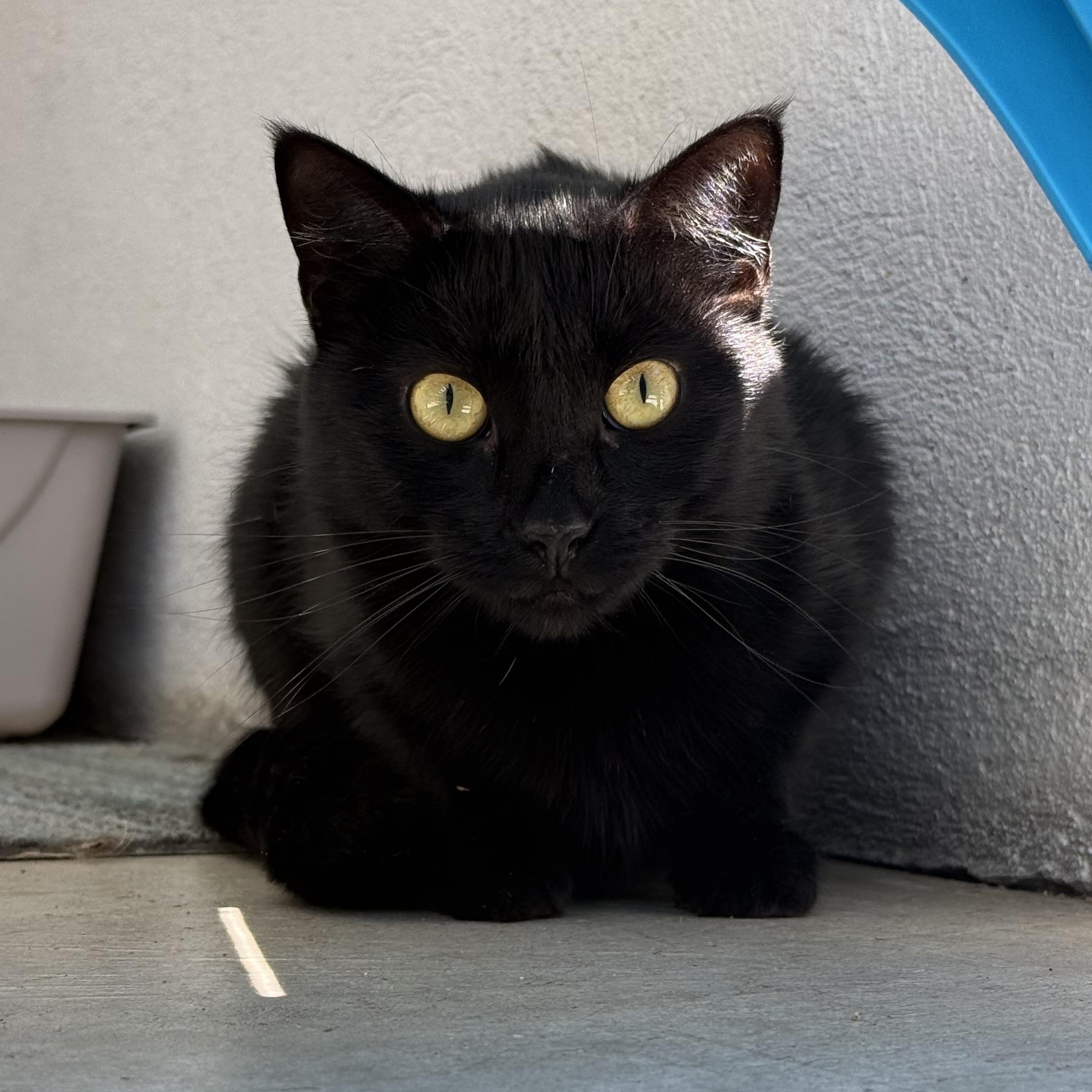 Shiloh, Adoptable, Young Female Domestic Short Hair.