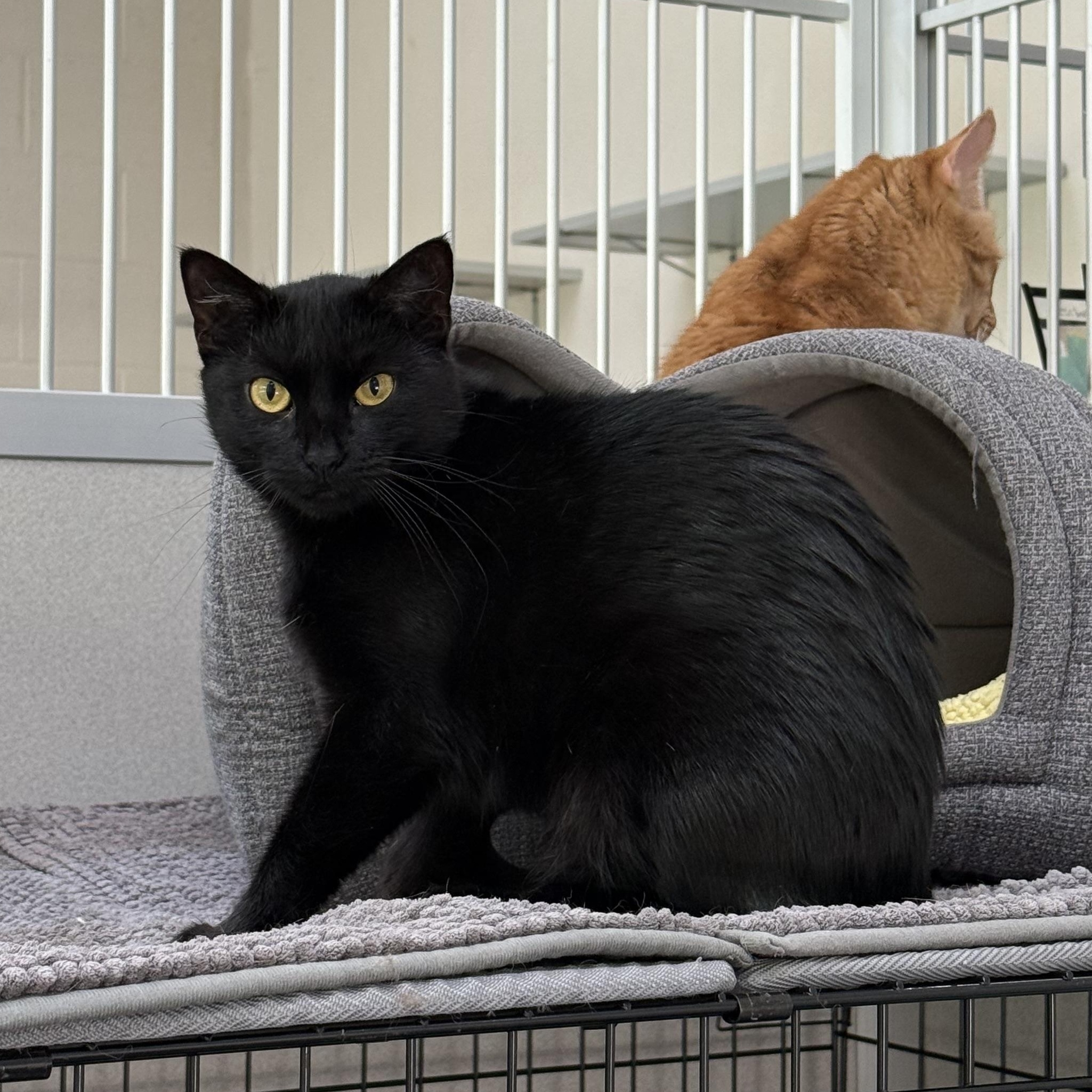 Enlarge Shiloh, a Adoptable mixed breed in West Milford, NJ image 3/6