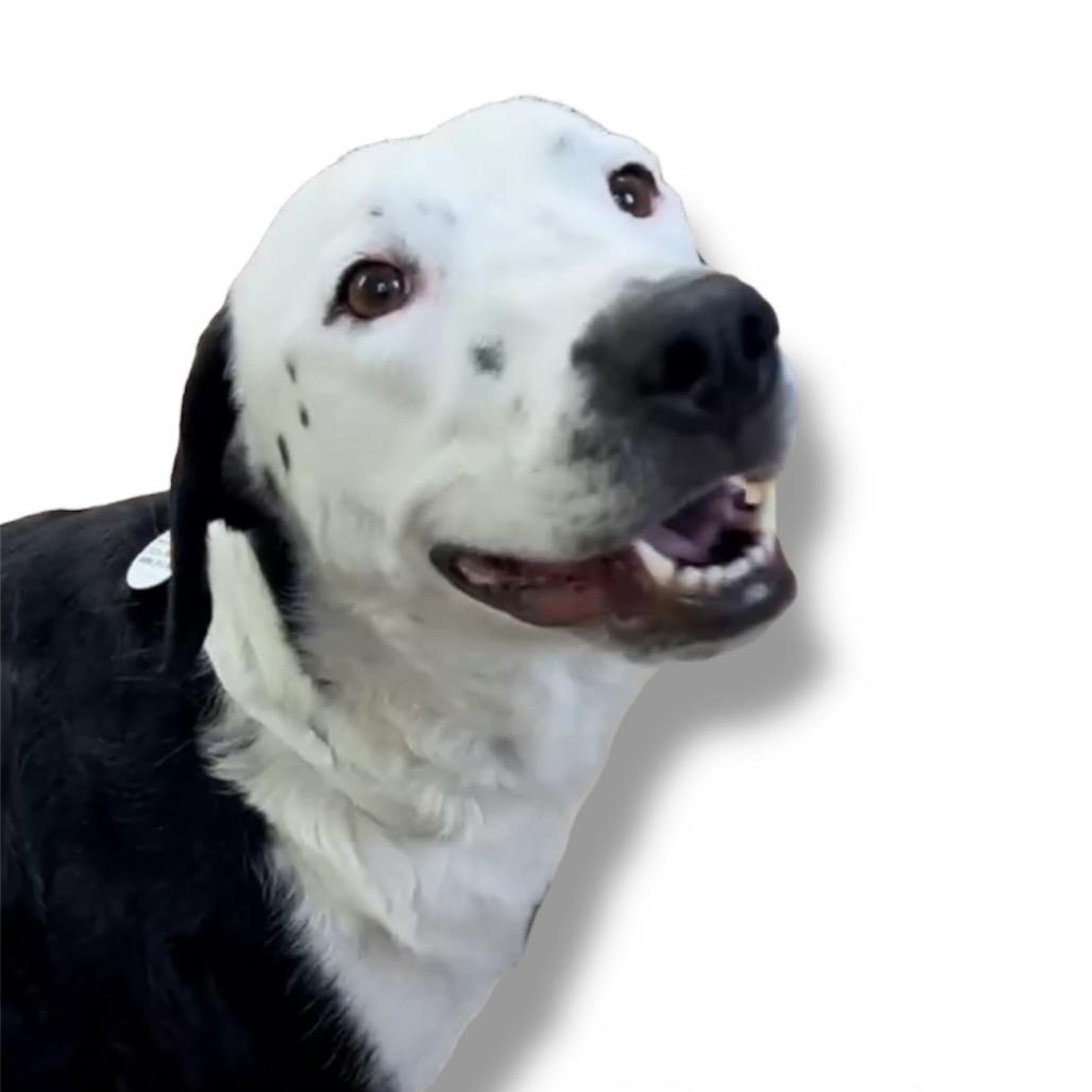 Gracie, Adoptable, Adult Female Dalmatian & Mixed Breed.