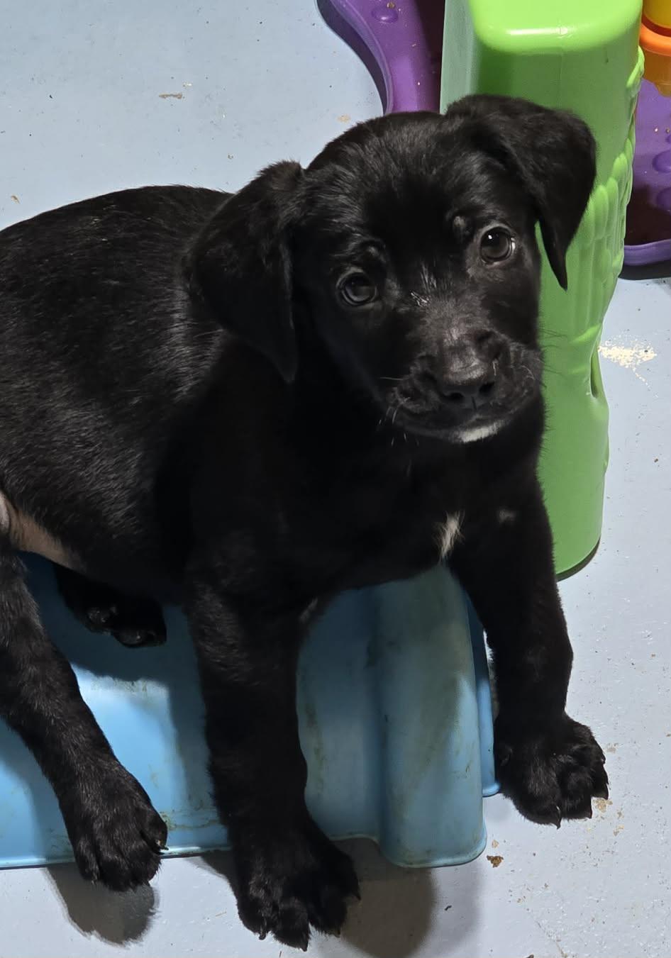 Enlarge Skipper, an adopted mixed breed in Grand Rapids, MI image 3/3