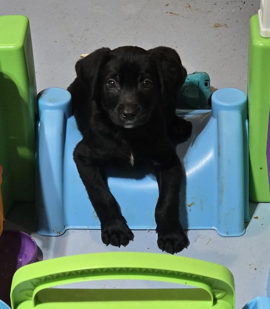 Enlarge Skipper, an adopted mixed breed in Grand Rapids, MI image 1/3