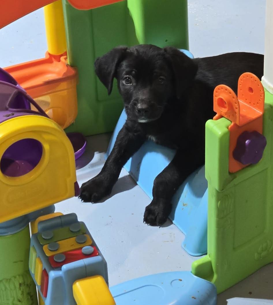 Enlarge Skipper, an adopted mixed breed in Grand Rapids, MI image 2/3