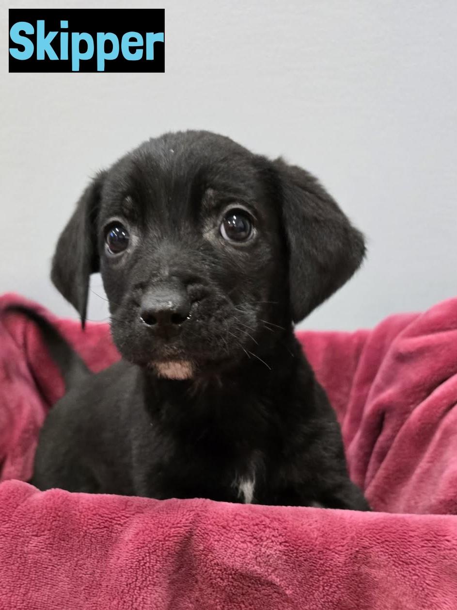 Skipper, ADOPTABLE, Puppy Male Black Labrador Retriever.