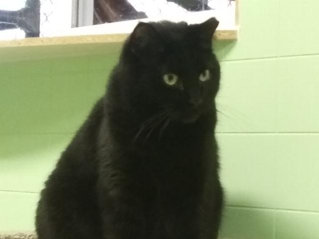 Enlarge Calypso, a Adoptable American Shorthair in Libby, MT image 5/6