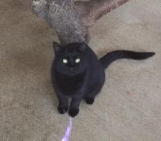 Calypso, a Adoptable American Shorthair in Libby, MT image 4/4