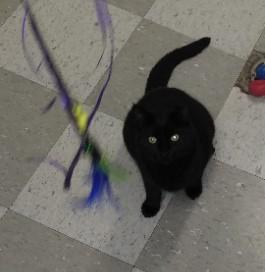 Calypso, a Adoptable American Shorthair in Libby, MT image 2/4