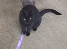 Calypso, a Adoptable American Shorthair in Libby, MT image 1/4