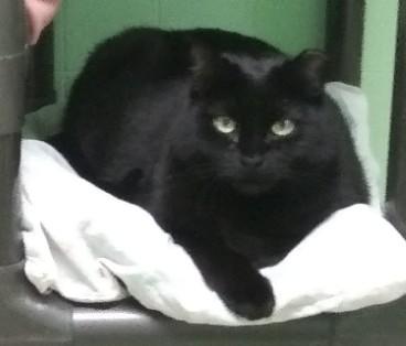 Enlarge Calypso, a Adoptable American Shorthair in Libby, MT image 4/6