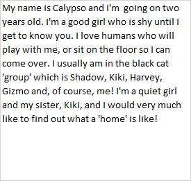 Enlarge Calypso, a Adoptable American Shorthair in Libby, MT image 6/6