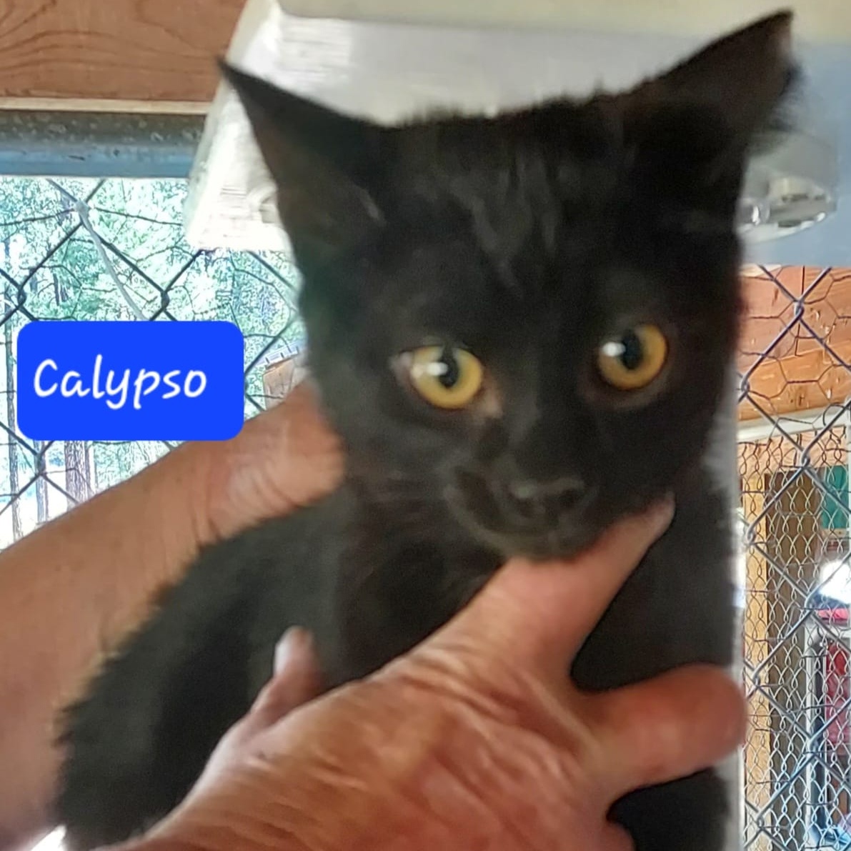 Calypso, a Adoptable American Shorthair in Libby, MT image 3/4