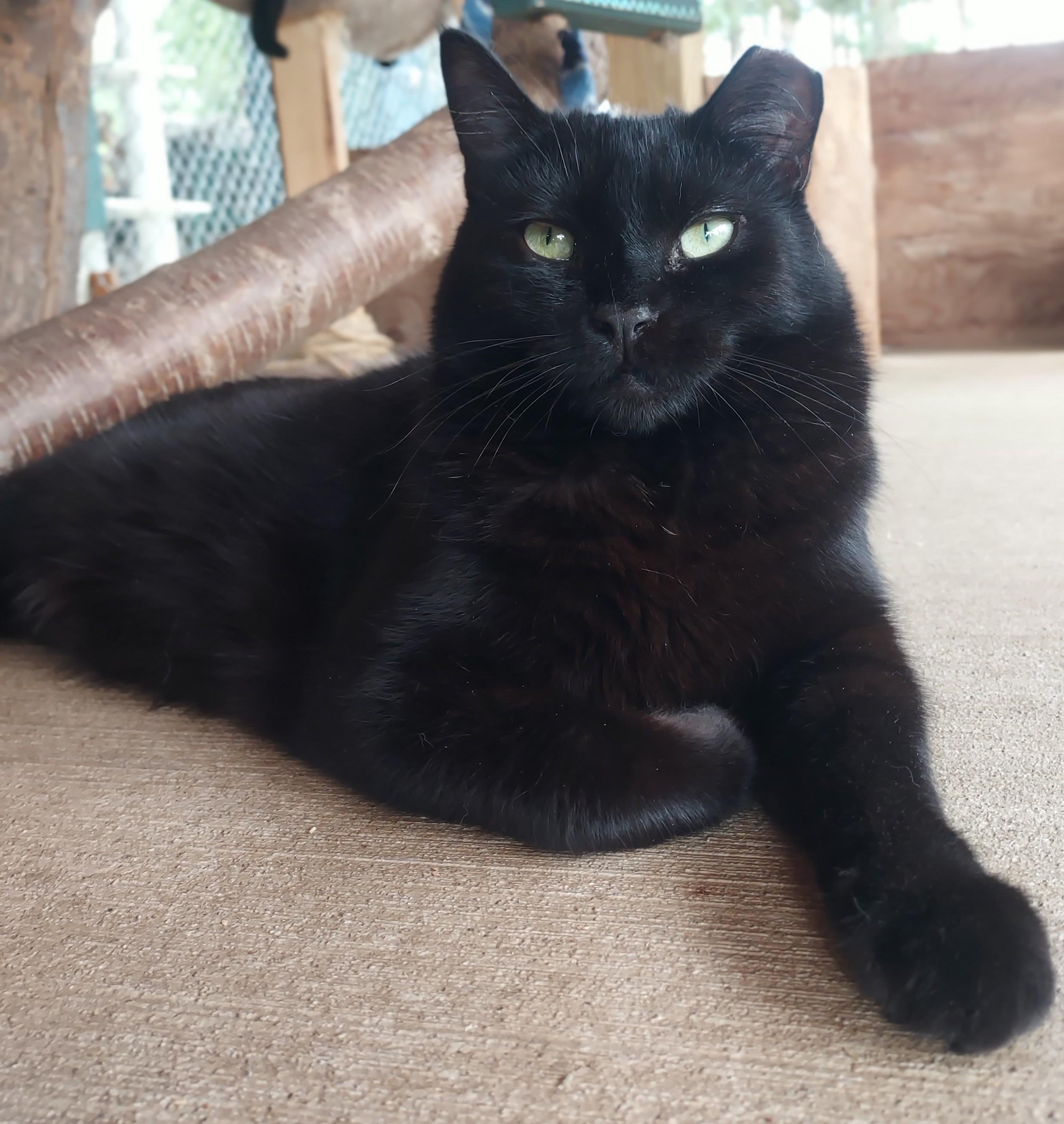 Enlarge Calypso, a Adoptable American Shorthair in Libby, MT image 3/6