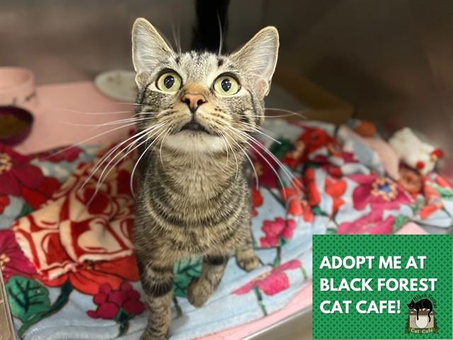 MADISON, Adoptable, Young Female Domestic Short Hair.