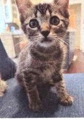 Enlarge Blaze, a Adoptable Domestic Medium Hair in Anoka, MN image 1/2