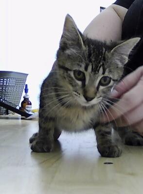 Enlarge Blaze, a Adoptable Domestic Medium Hair in Anoka, MN image 2/2