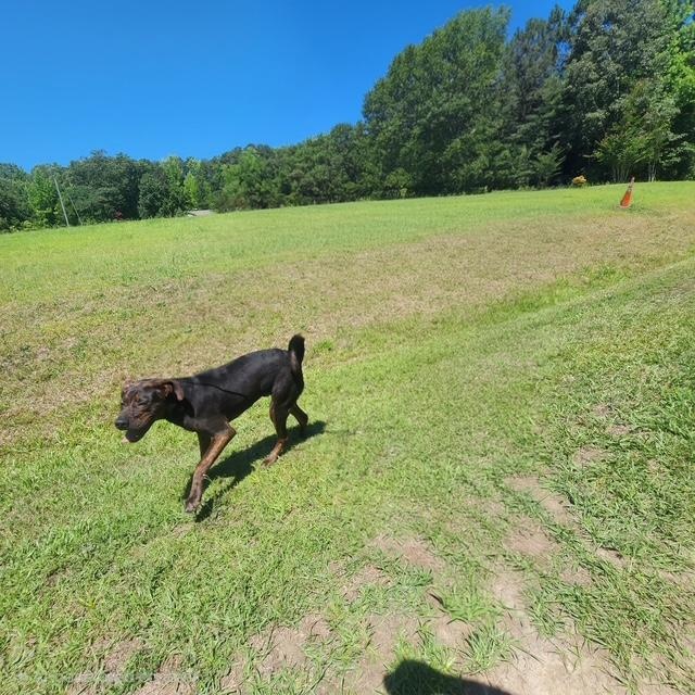 Enlarge Henley, a ADOPTABLE mixed breed in Manhasset, NY image 5/5