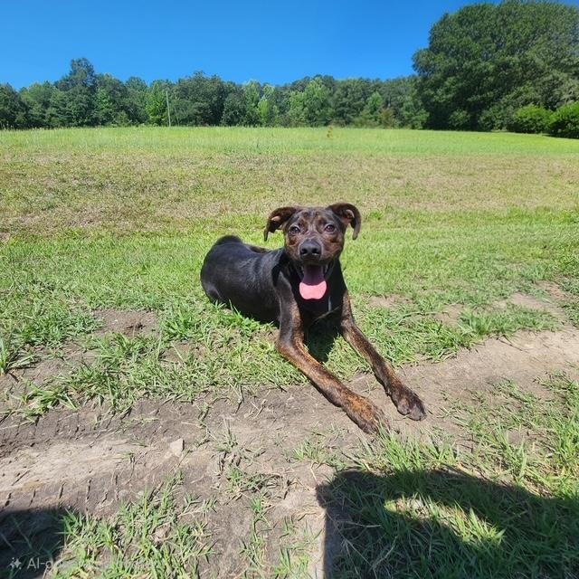 Enlarge Henley, a ADOPTABLE mixed breed in Manhasset, NY image 2/5