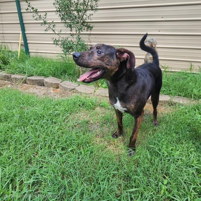 Henley, ADOPTABLE, Young Male Plott Hound.