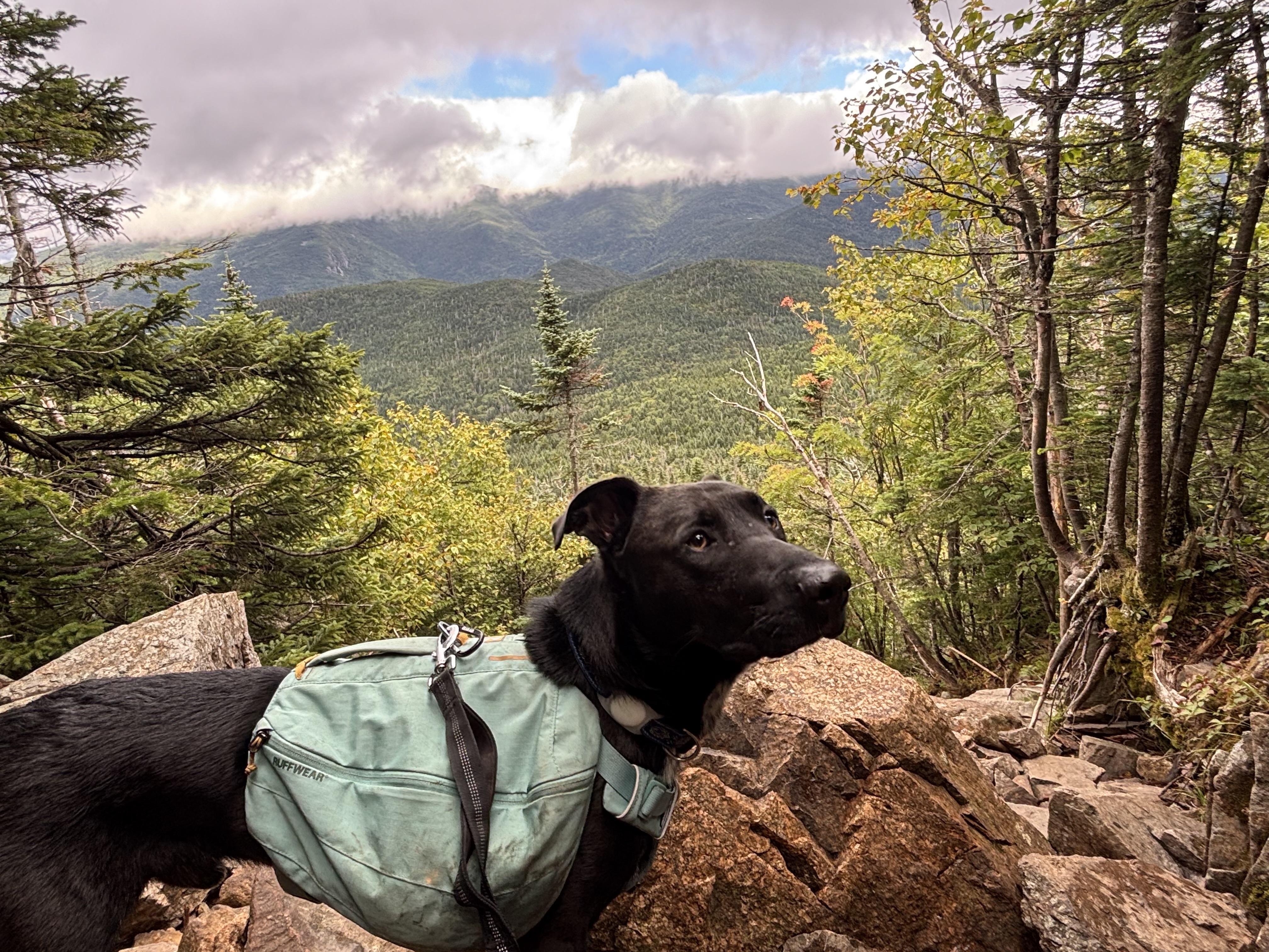 Sponsored Fee! Toby in NH! Come meet our adoptable dogs Wednesday-Saturday! More info in Bio!