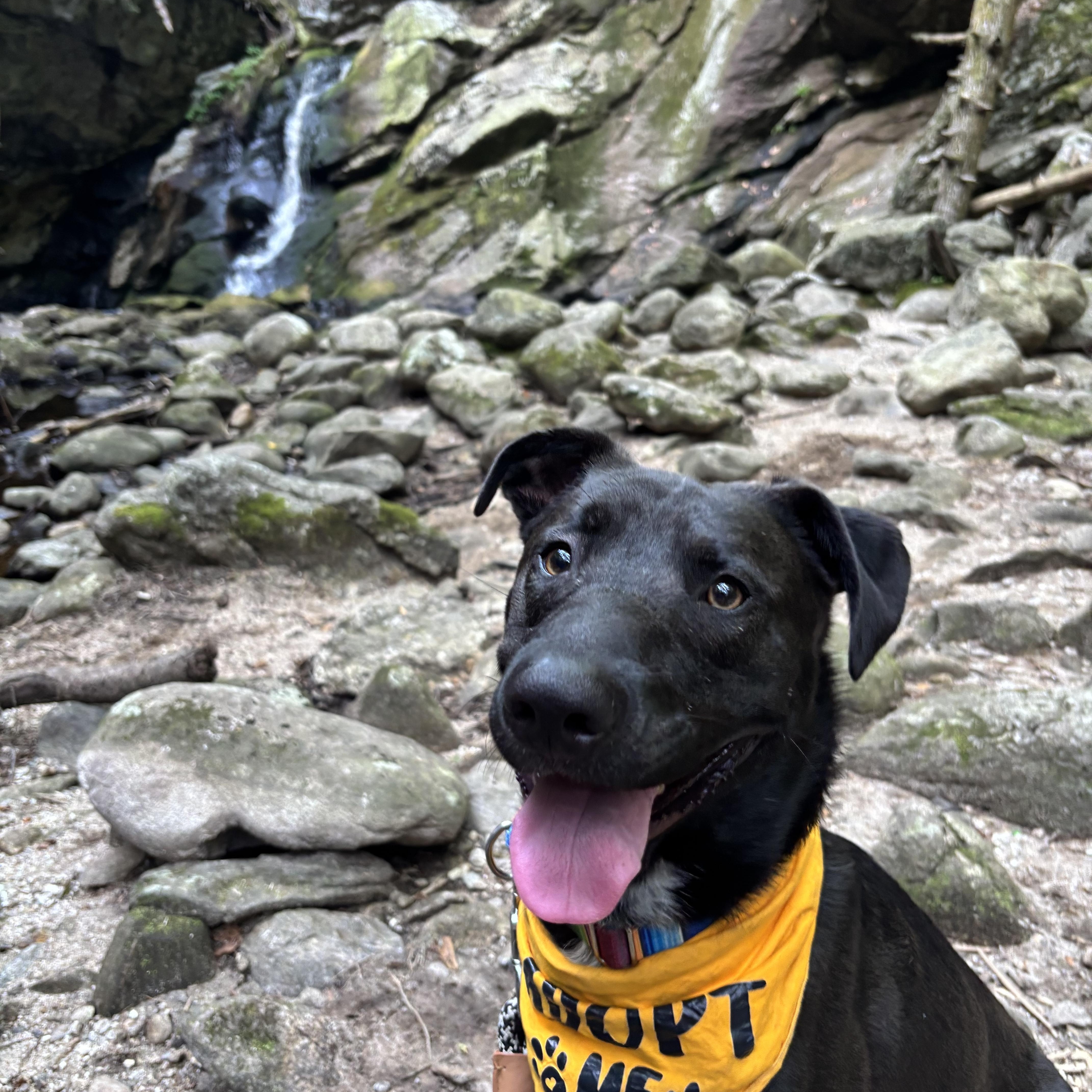 Sponsored Fee! Toby in NH! Come meet our adoptable dogs Wednesday-Saturday! More info in Bio!