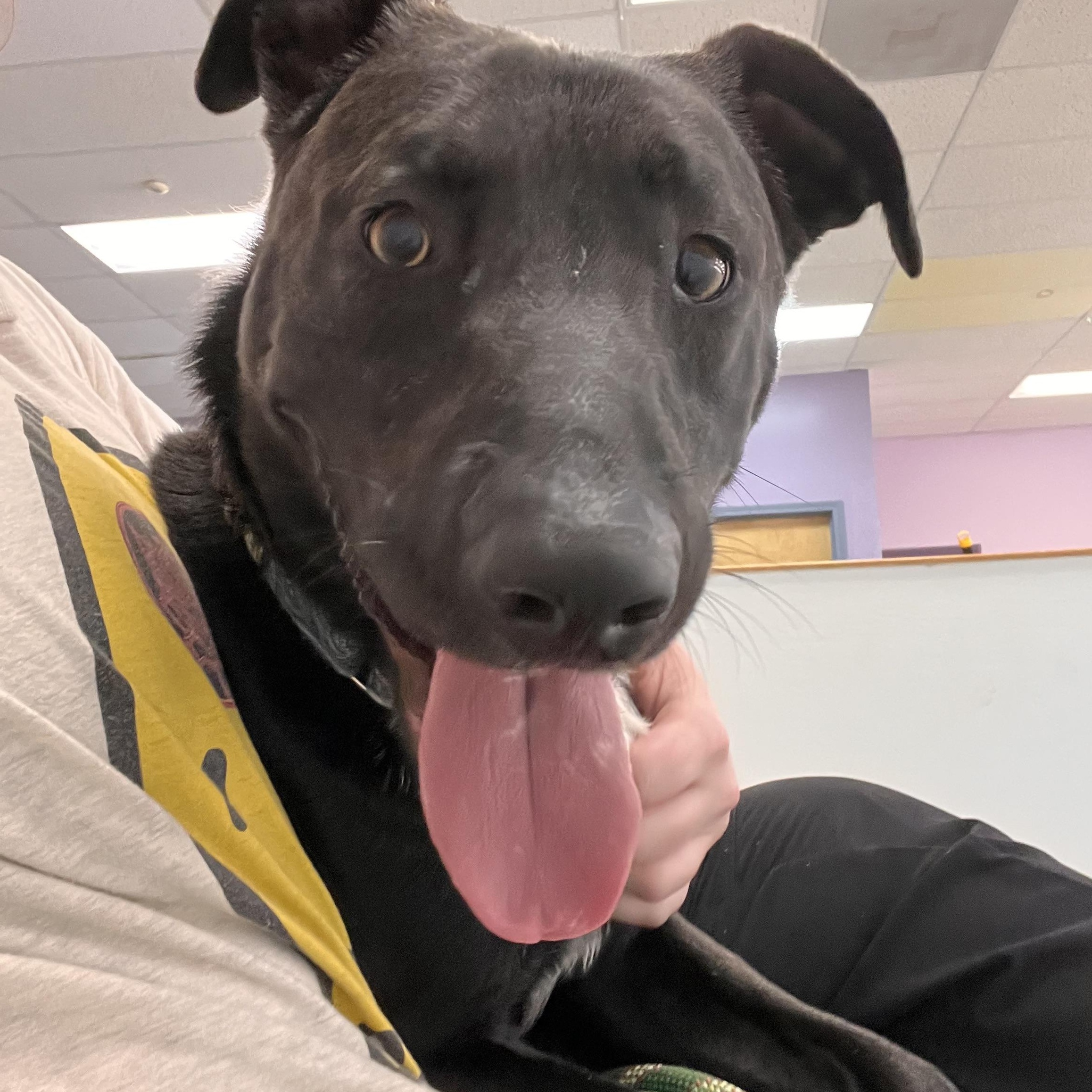 Sponsored Fee! Toby in NH! Come meet our adoptable dogs Wednesday-Saturday! More info in Bio!