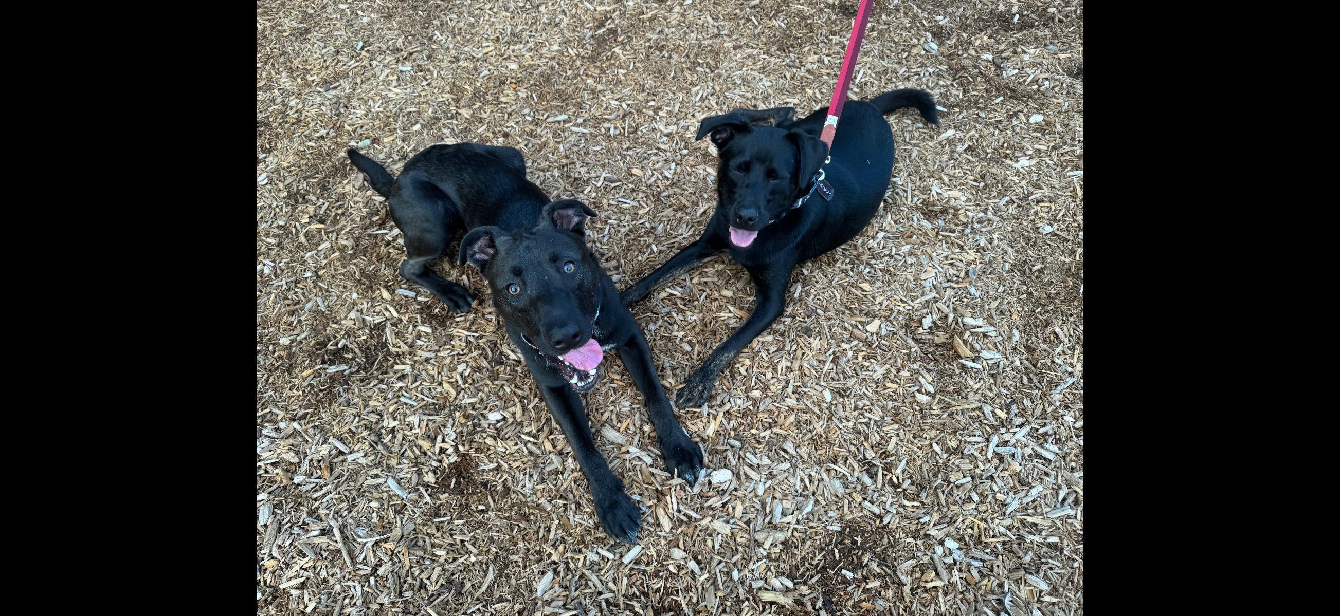 Sponsored Fee! Toby in NH! Come meet our adoptable dogs Wednesday-Saturday! More info in Bio!