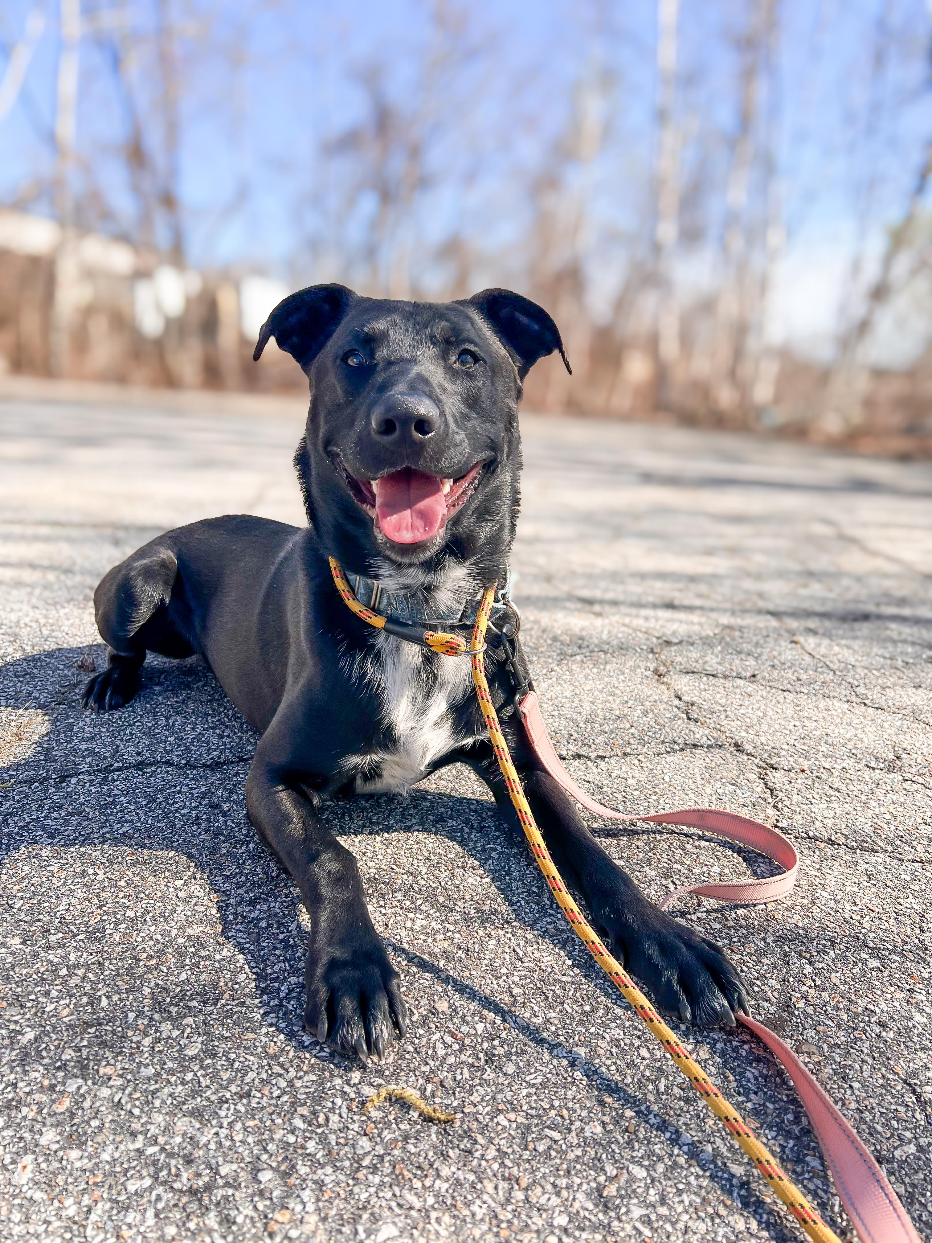 Sponsored Fee! Toby in NH! Come meet our adoptable dogs Wednesday-Saturday! More info in Bio!