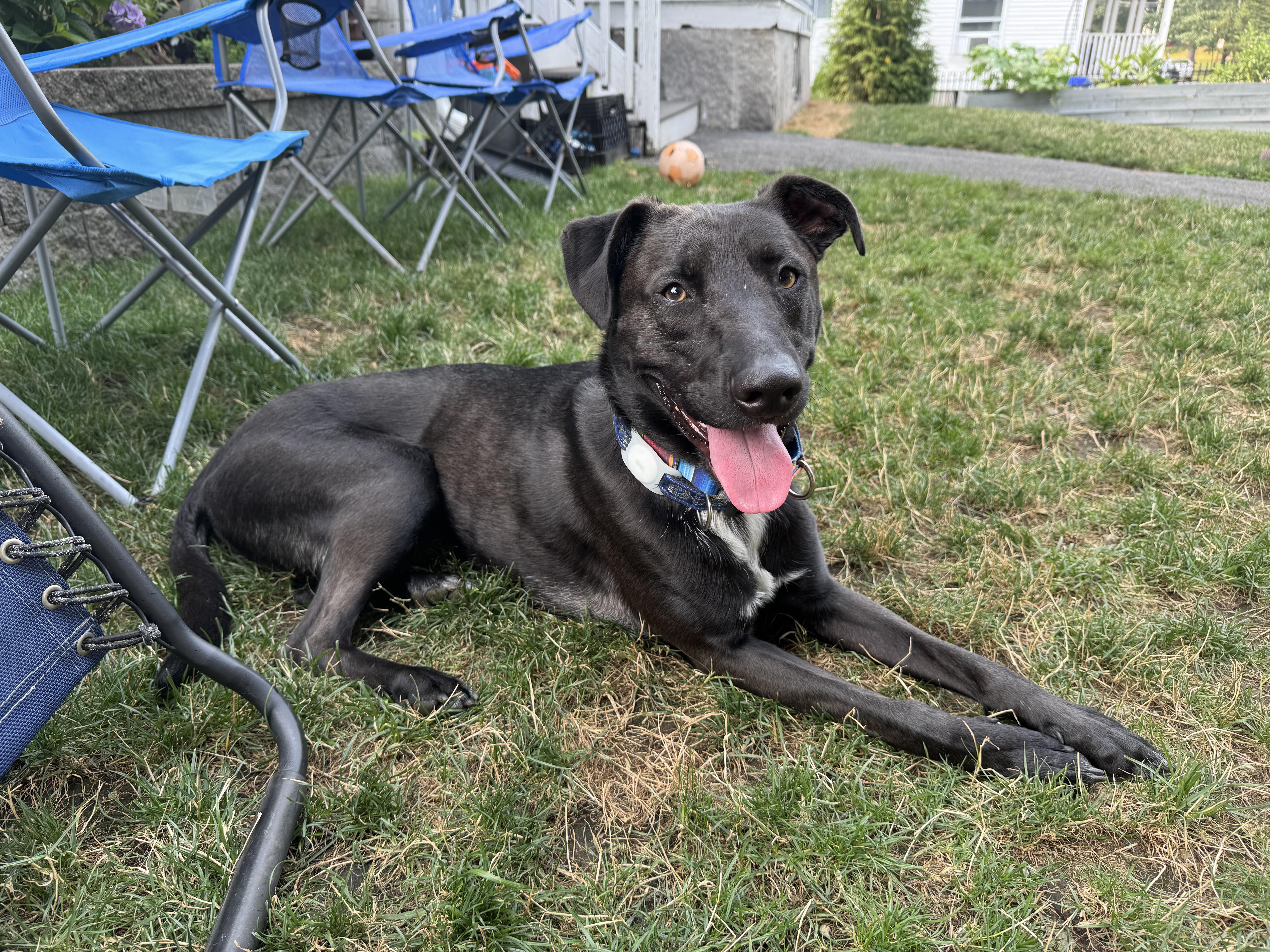 Sponsored Fee! Toby in NH! Come meet our adoptable dogs Wednesday-Saturday! More info in Bio!
