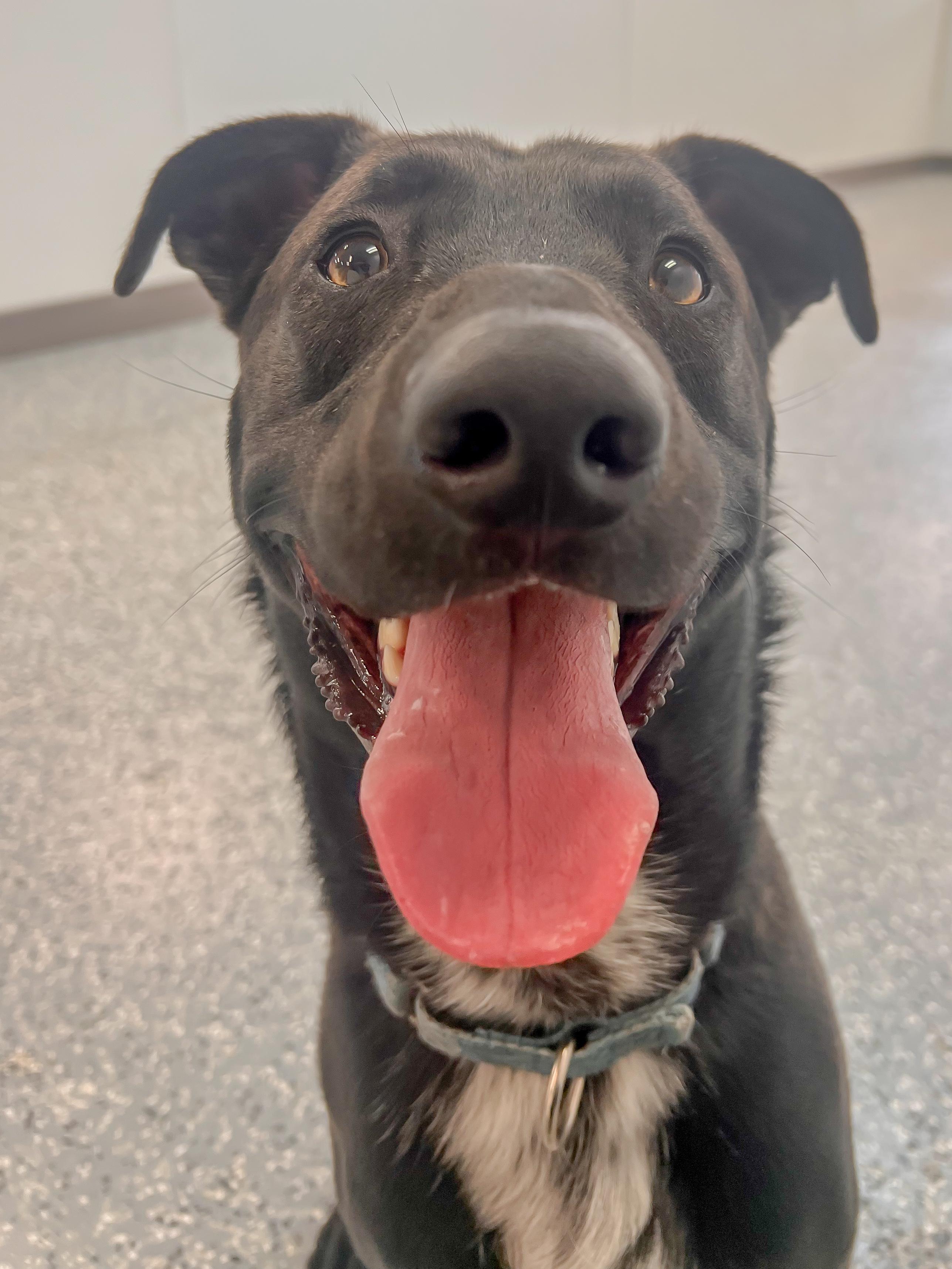 Sponsored Fee! Toby in NH! Come meet our adoptable dogs Wednesday-Saturday! More info in Bio!