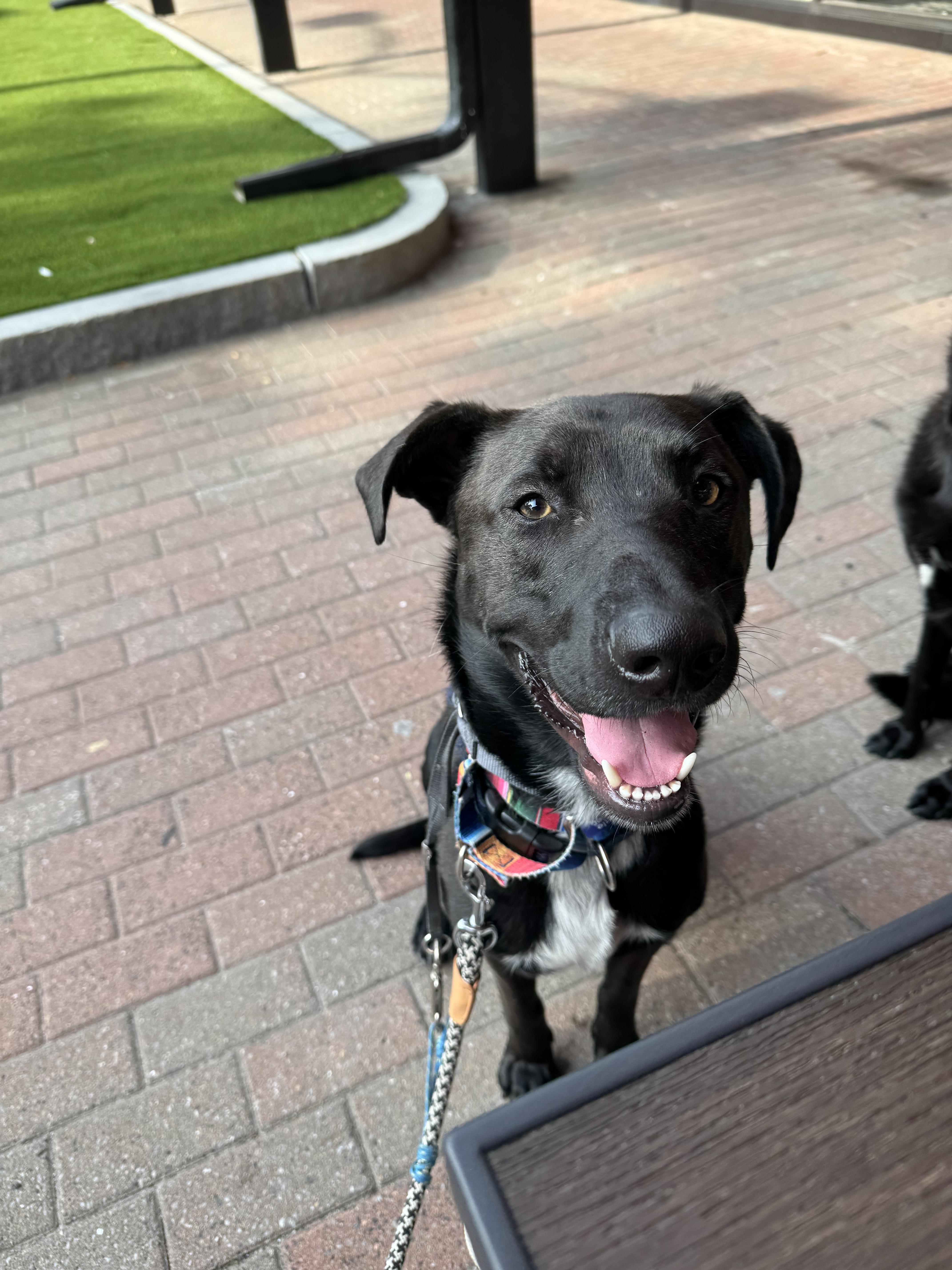 Sponsored Fee! Toby in NH! Come meet our adoptable dogs Wednesday-Saturday! More info in Bio!