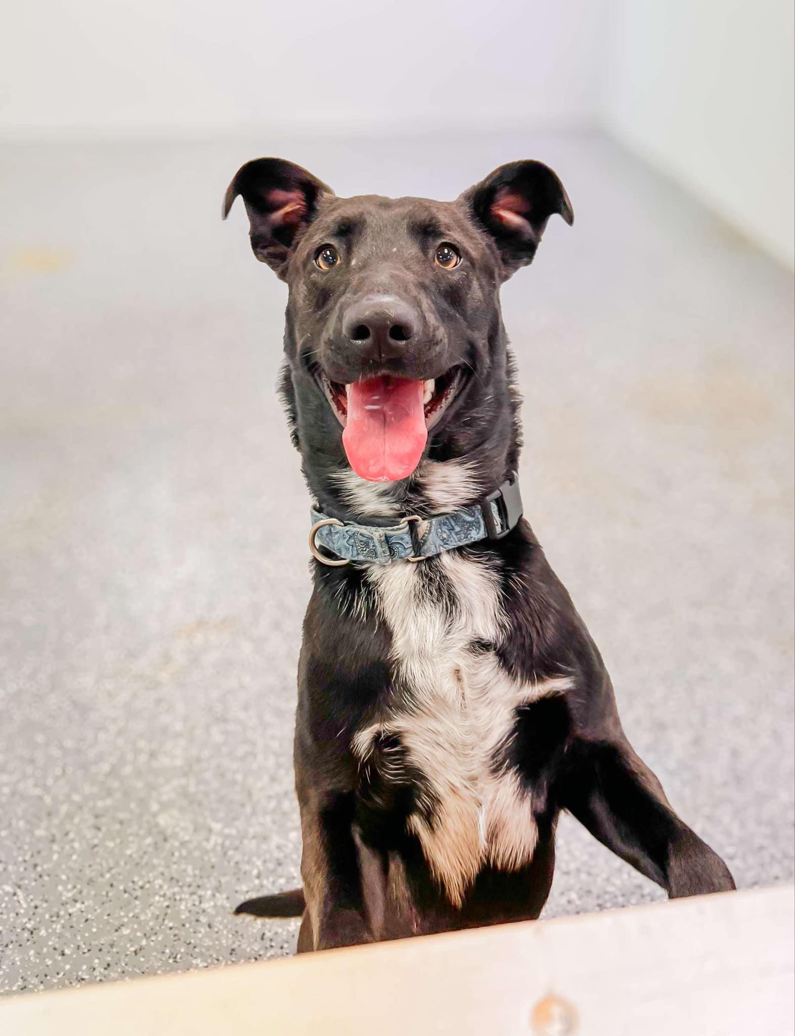 Sponsored Fee! Toby in NH! Come meet our adoptable dogs Wednesday-Saturday! More info in Bio!